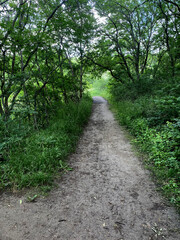 forest road trees deciduous summer