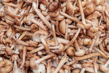 Edible forest mushrooms Honey mushrooms.