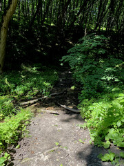 forest road trees deciduous summer