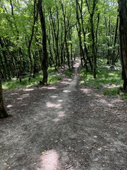 forest road trees deciduous summer