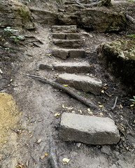 forest nature forest wild