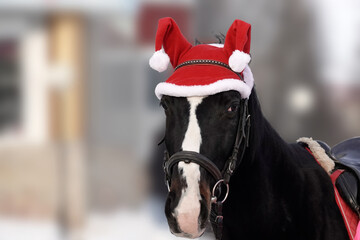 A cut-off image of a horse in a fancy Christmas hat with POM-poms. There is a blurry image of the...