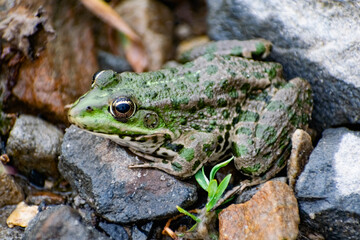 Colorful green frog with expressive eyes, sitting among rocks and vegetation. Inhabitant of rivers and swamps with blooming water and plants. Bubble amphibian animal