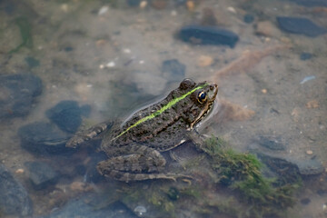 Colorful green frog with expressive eyes, sitting among rocks and vegetation. Inhabitant of rivers and swamps with blooming water and plants. Bubble amphibian animal