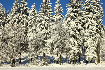 Snowy trees in winter, snowflakes and beautiful white snow, view of winter blue sky