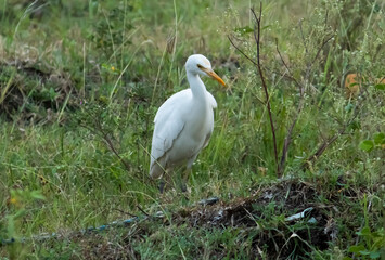 Fototapeta premium Indian egret white bird nature photography 