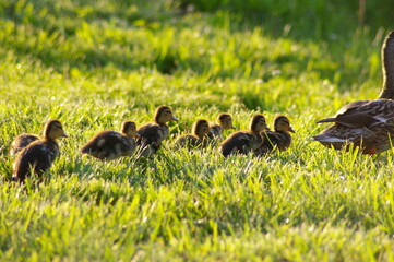 Ducklings following mother duck