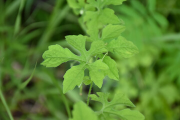 Bitter melon or bitter gourd, natural herb for healthcare.