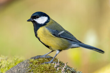 Fototapeta premium Great tit