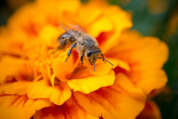 Honey bee on orange marigolds flower. Macro close-up shot.