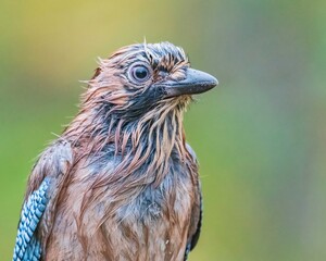 Eurasian jay