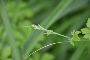 Fototapeta premium Bitter melon or bitter gourd, natural herb for healthcare.