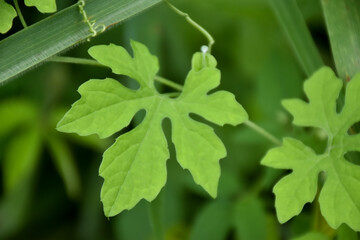 Bitter melon or bitter gourd, natural herb for healthcare.