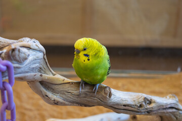 parakeet on a branch