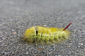 calliteara pudibunda on concrete ground