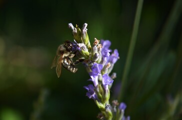 bee on a purple lavender flower
