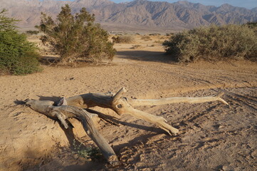 The old dead dry tree trunk lays in the desert