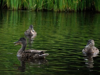 Three mallards floats on the water