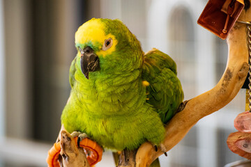 green bird