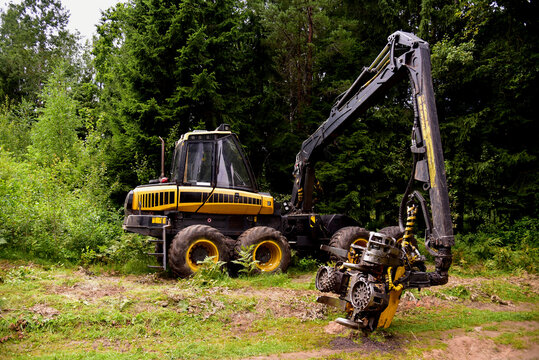 Pine forest harvesting machine at work during clearing of a plantation. Wheeled harvester sawing trees and clearing forests. Timber harvesters, modern lumberjack. Logging machines. 