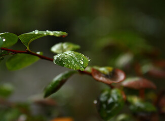 Green wet leaves of a shrub with transparent drops after october rainfall. Brown thin branch. Red leaves. Blurred background. Autumn weather.