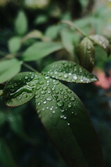 green leaf with water drops