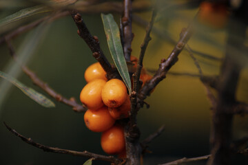 Hippophae 