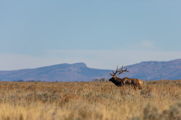 Bull Elk in Autumn in Wyoming