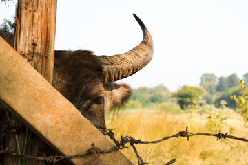 Buffalo chewing