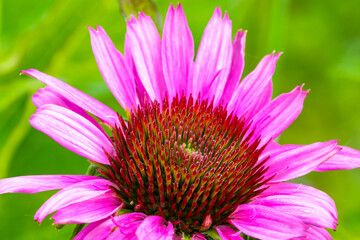 Macro photo of a Cone flower.