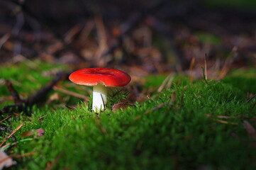 Czerwony grzybek. © PtakFOTO