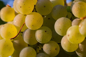 Horizontal Macro Detail Of Delicious, Fresh Ripe Riesling Grapes On The Vine, In The German Rhine River Wine Region