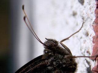 a dark butterfly on the wall