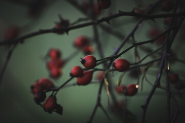 Rosehips on a green background