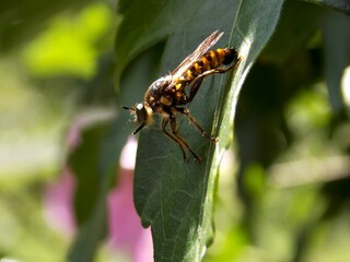 one beetle on a leaf