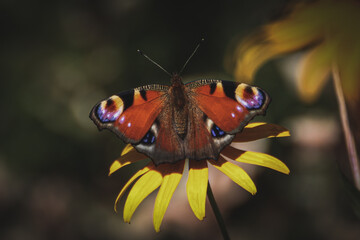 peacock butterfly on a yellow flower