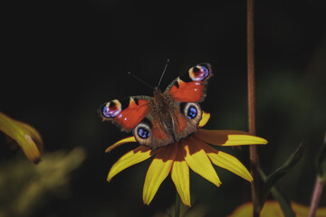 peacock butterfly on a yellow flower with dark background