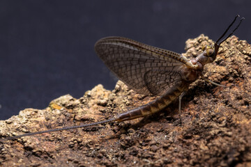 Mayfly close up