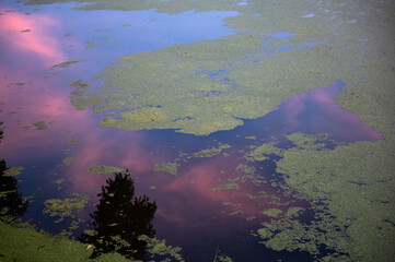 Fototapeta na wymiar Duckweed with colorful sky reflection on pond