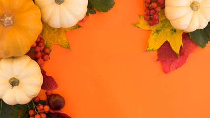 Halloween decoration with small white pumpkins and rowan. Autumn concept orange background with copy space. Thanksgiving day or Halloween holidays concept