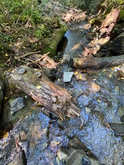 river in the forest