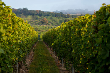 Fototapeta na wymiar Field of Riesling grapes in the German town of Ruedesheim am Rhein, part of the Rheingau wine region