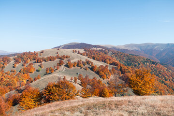 Picturesque autumn mountains with red beech forest in the Carpathian mountains, Ukraine. Landscape photography