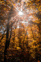 sun rays in autumn forest 