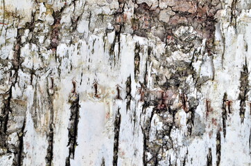 Natural birch bark background. Birch bark natural texture background