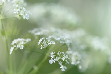 Fototapeta premium Wild grass on a sun light