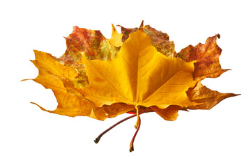 Dry multicolor maple leafs isolated on white background. Autumn background