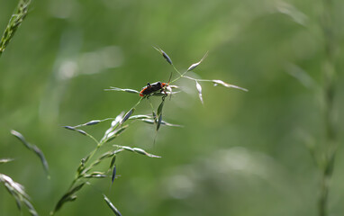 Wild grass on a sun light