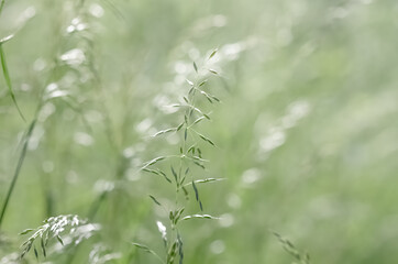 Obraz na płótnie Canvas Wild grass on a sun light