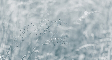 Wild grass on a sun light